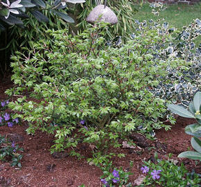 Brslen křídlatý 'Compactus' - Euonymus alatus 'Compactus'