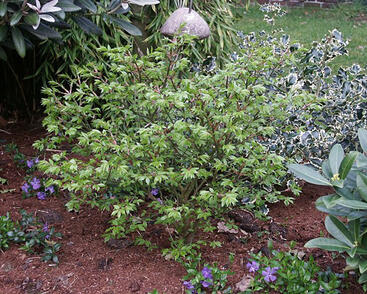 Brslen křídlatý 'Compactus'