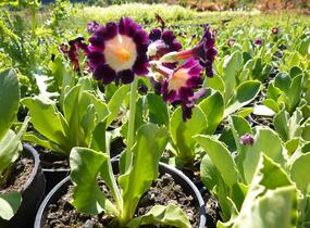 Prvosenka 'Exhibition Rot' - Primula x pubescens 'Exhibition Rot'