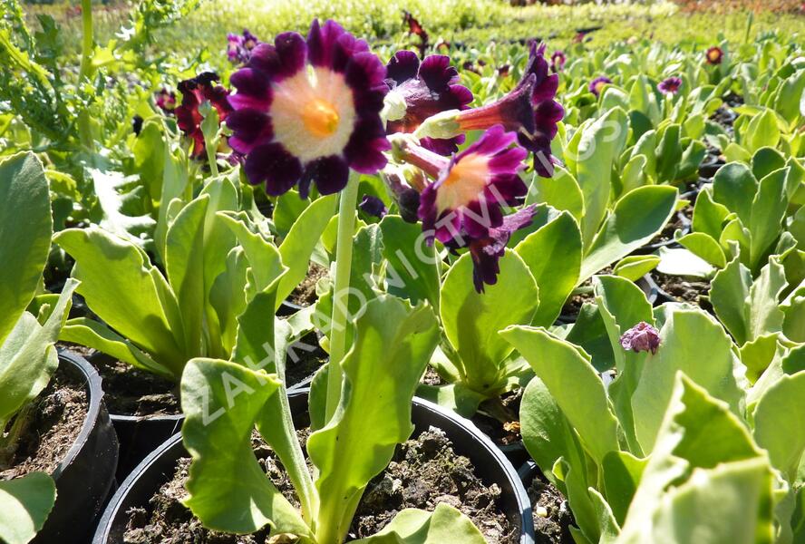 Prvosenka 'Exhibition Rot' - Primula x pubescens 'Exhibition Rot'
