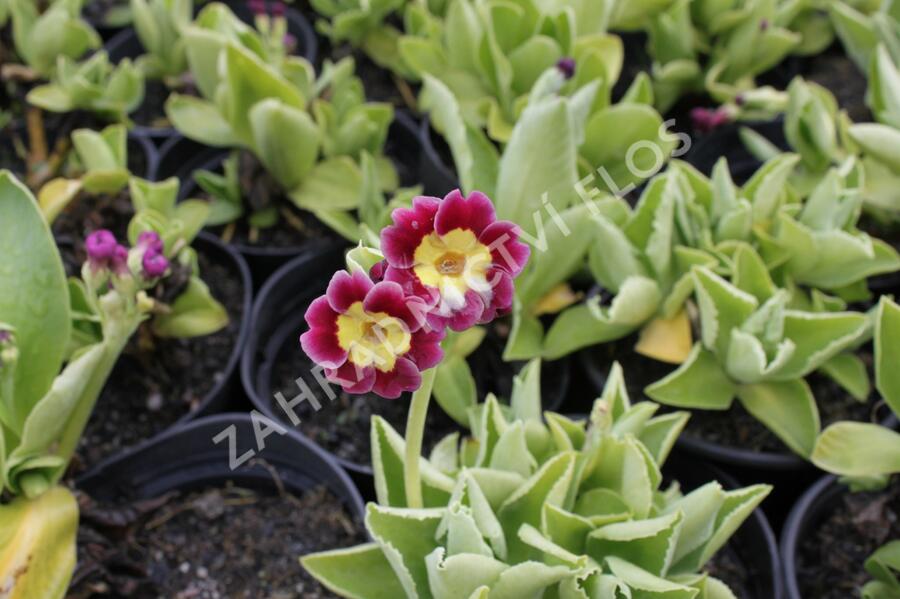 Prvosenka 'Exhibition Rot' - Primula x pubescens 'Exhibition Rot'