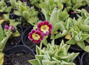 Prvosenka 'Exhibition Rot' - Primula x pubescens 'Exhibition Rot'