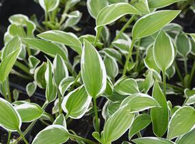 Bohyška 'Paradise Expectations' - Hosta 'Paradise Expectations'