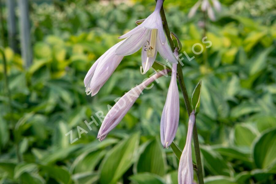 Bohyška 'Paradise Expectations' - Hosta 'Paradise Expectations'