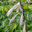 Bohyška 'Paradise Expectations' - Hosta 'Paradise Expectations'