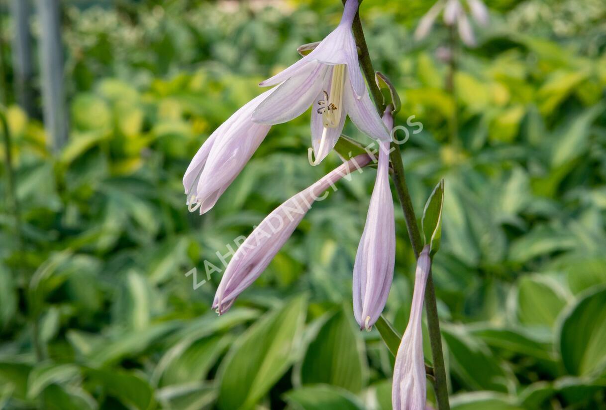 Bohyška 'Paradise Expectations' - Hosta 'Paradise Expectations'