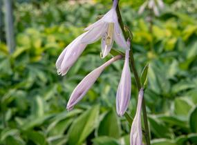 Bohyška 'Paradise Expectations' - Hosta 'Paradise Expectations'