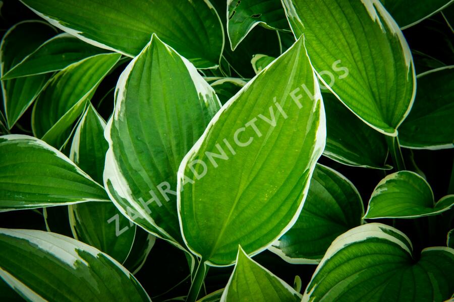 Bohyška 'Paradise Expectations' - Hosta 'Paradise Expectations'