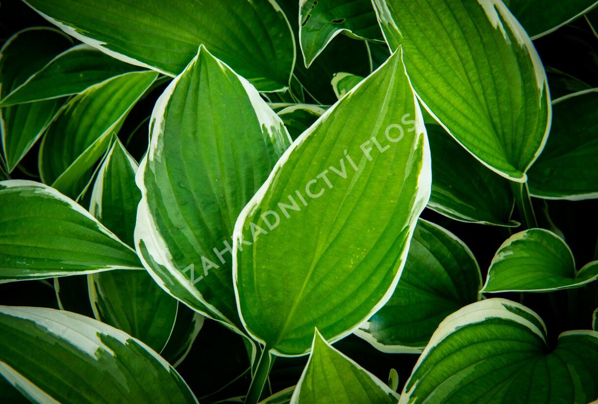 Bohyška 'Paradise Expectations' - Hosta 'Paradise Expectations'
