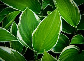 Bohyška 'Paradise Expectations' - Hosta 'Paradise Expectations'
