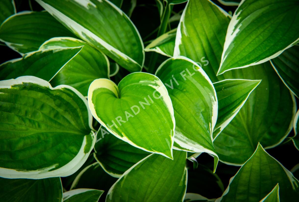 Bohyška 'Paradise Expectations' - Hosta 'Paradise Expectations'