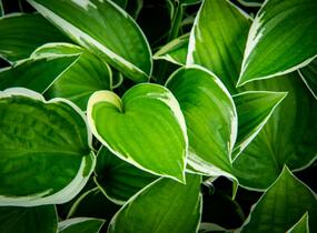 Bohyška 'Paradise Expectations' - Hosta 'Paradise Expectations'
