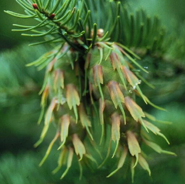 Douglaska tisolistá - Pseudotsuga menziesii