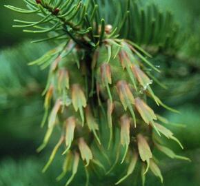 Douglaska tisolistá - Pseudotsuga menziesii