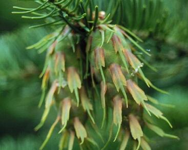 Douglaska tisolistá