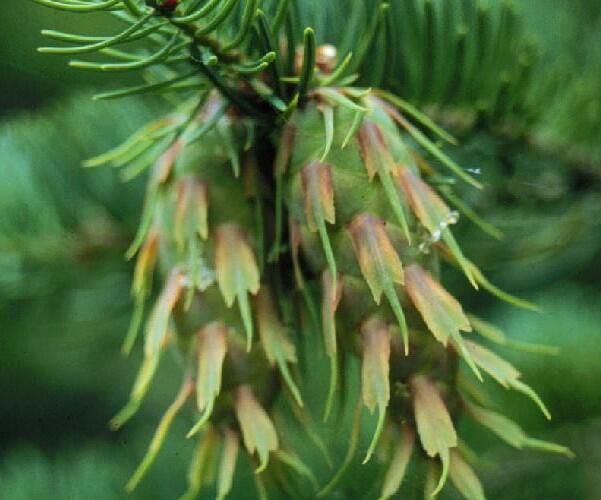 Douglaska tisolistá - Pseudotsuga menziesii