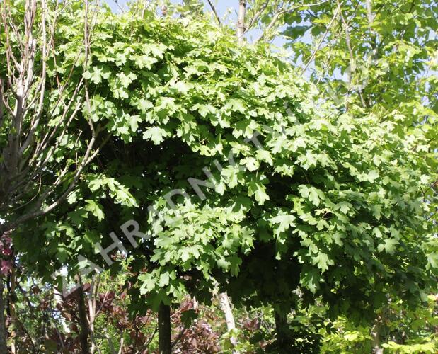 Javor babyka 'Nanum' - Acer campestre 'Nanum'