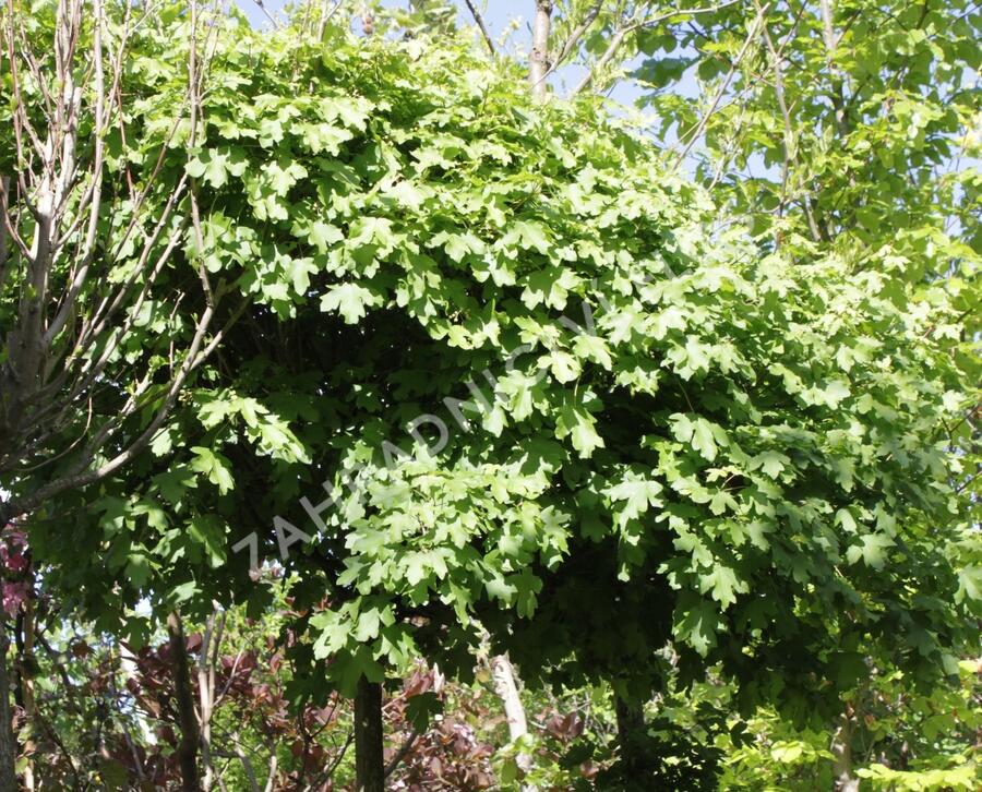 Javor babyka 'Nanum' - Acer campestre 'Nanum'