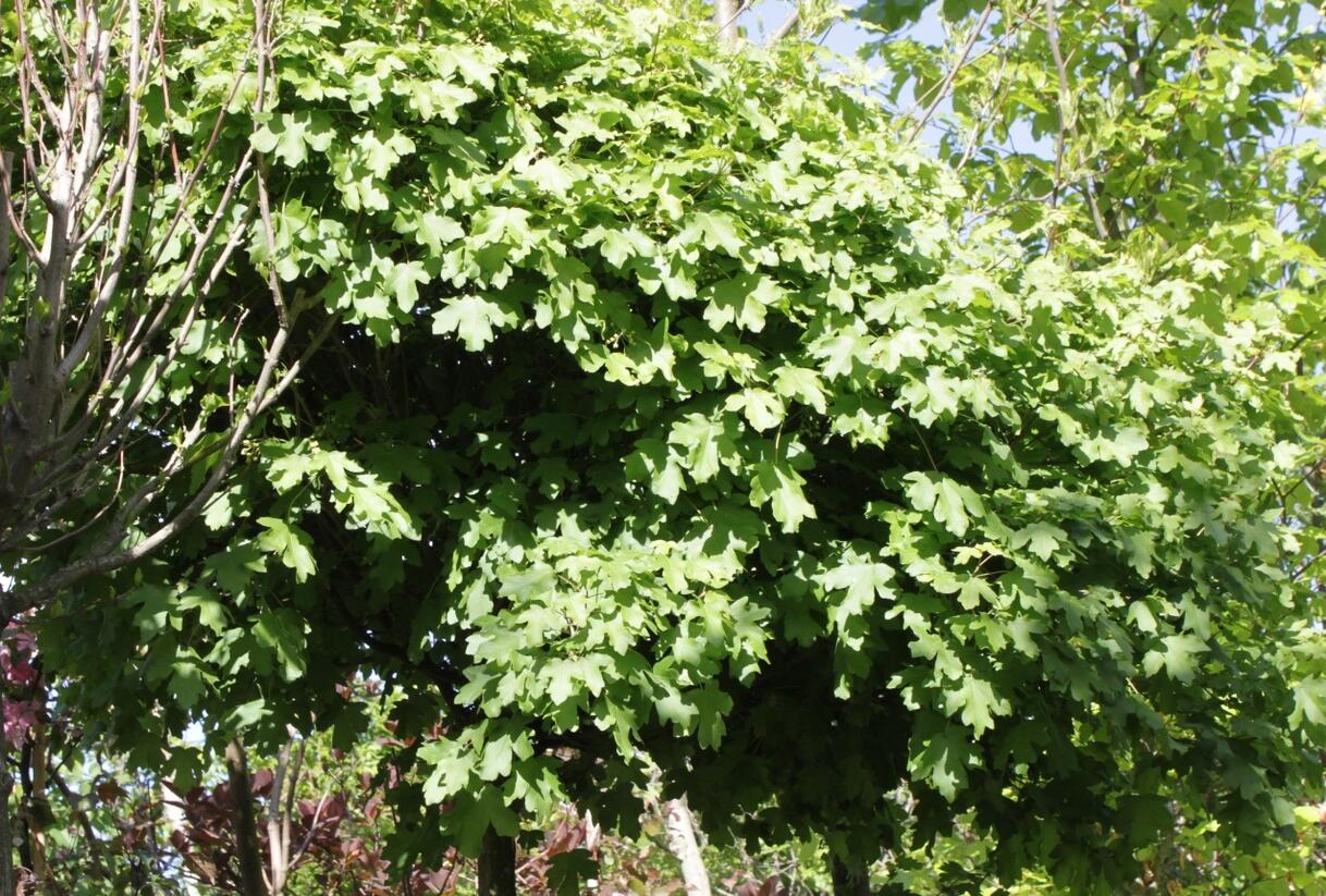 Javor babyka 'Nanum' - Acer campestre 'Nanum'