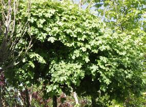 Javor babyka 'Nanum' - Acer campestre 'Nanum'