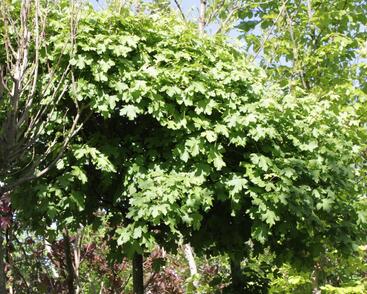 Javor babyka 'Nanum'