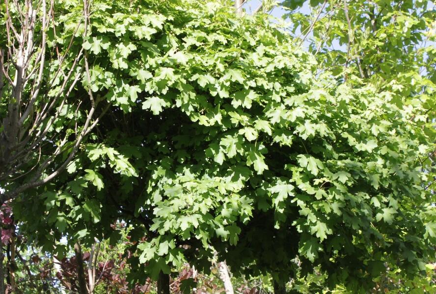 Javor babyka 'Nanum' - Acer campestre 'Nanum'