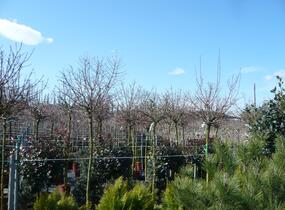 Javor babyka 'Nanum' - Acer campestre 'Nanum'