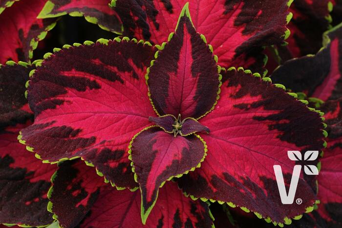 Pochvatec, Pokojová kopřiva 'Solento Dark Cherry' - Coleus blumei 'Solento Dark Cherry'