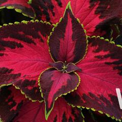 Pokojová kopřiva 'Solento Dark Cherry' - Coleus blumei 'Solento Dark Cherry'