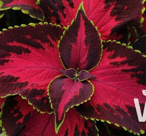 Pokojová kopřiva 'Solento Dark Cherry' - Coleus blumei 'Solento Dark Cherry'