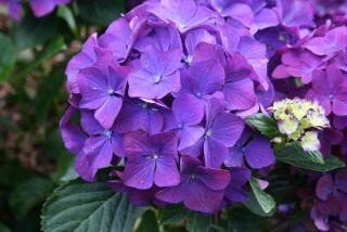 Hortenzie velkolistá 'LK 49' - Hydrangea macrophylla 'LK 49'