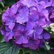 Hortenzie velkolistá 'LK 49' - Hydrangea macrophylla 'LK 49'