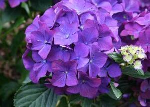 Hortenzie velkolistá 'LK 49' - Hydrangea macrophylla 'LK 49'