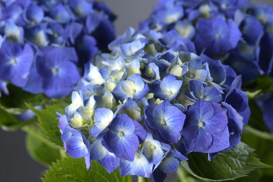 Hortenzie velkolistá 'Adria' - Hydrangea macrophylla 'Adria'