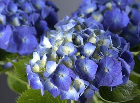 Hortenzie velkolistá 'Adria' - Hydrangea macrophylla 'Adria'