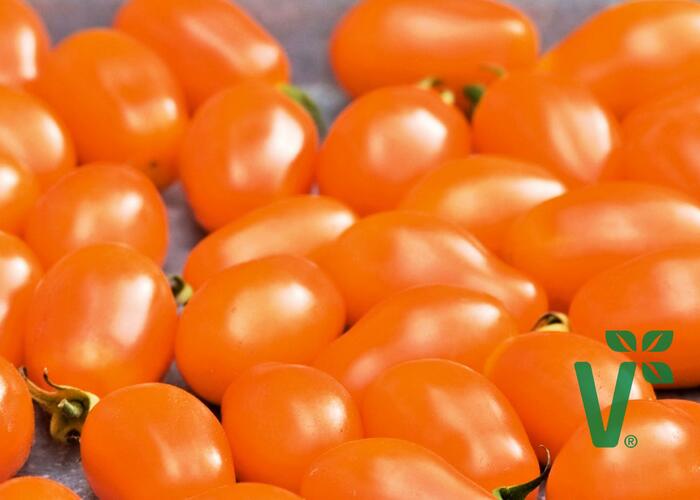 Rajče tyčkové F1 'Mirado Orange' - Lycopersicon esculentum 'Mirado Orange'