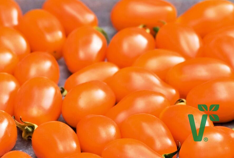 Rajče tyčkové F1 'Mirado Orange' - Lycopersicon esculentum 'Mirado Orange'