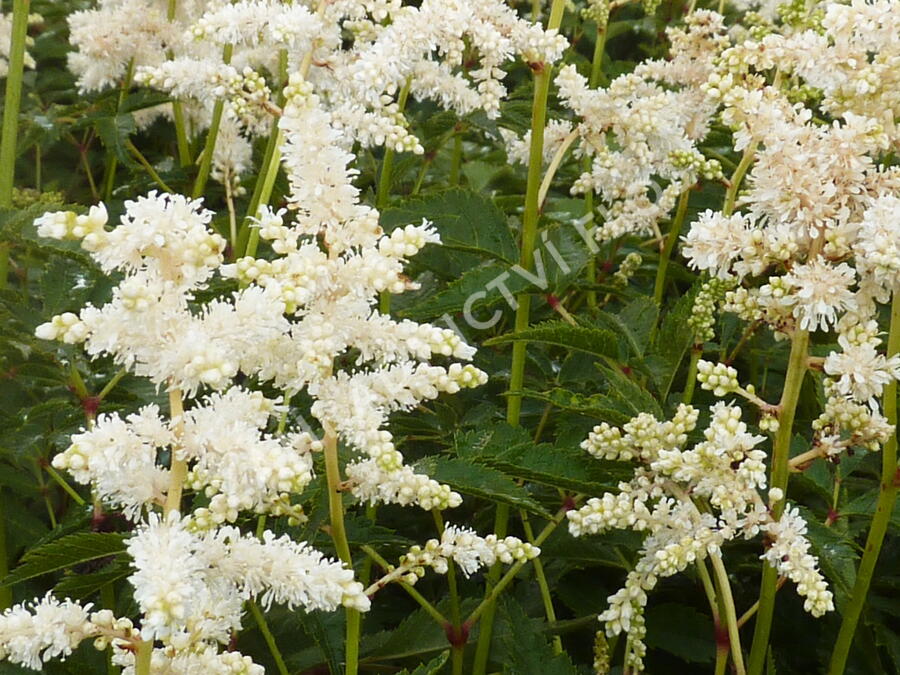 Čechrava japonská 'Deutschland' - Astilbe japonica 'Deutschland'