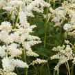 Čechrava japonská 'Deutschland' - Astilbe japonica 'Deutschland'