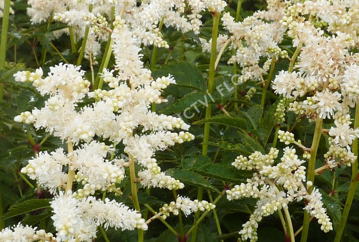 Čechrava japonská 'Deutschland' - Astilbe japonica 'Deutschland'