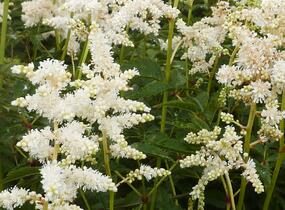 Čechrava japonská 'Deutschland' - Astilbe japonica 'Deutschland'