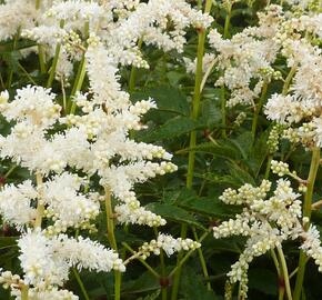 Čechrava japonská 'Deutschland' - Astilbe japonica 'Deutschland'