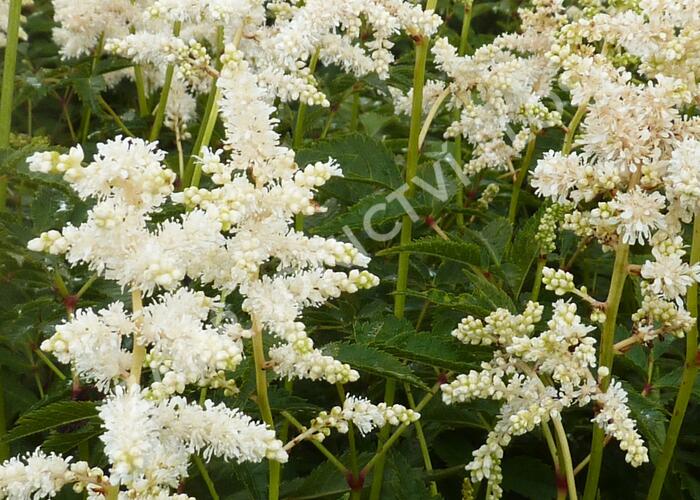 Čechrava japonská 'Deutschland' - Astilbe japonica 'Deutschland'