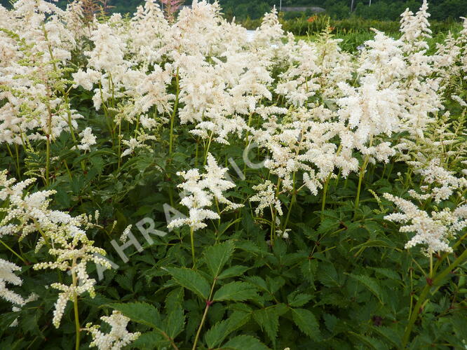 Čechrava japonská 'Deutschland' - Astilbe japonica 'Deutschland'