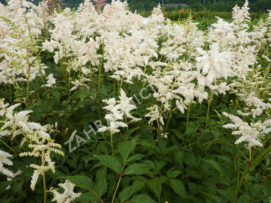 Čechrava japonská 'Deutschland' - Astilbe japonica 'Deutschland'