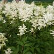 Čechrava japonská 'Deutschland' - Astilbe japonica 'Deutschland'