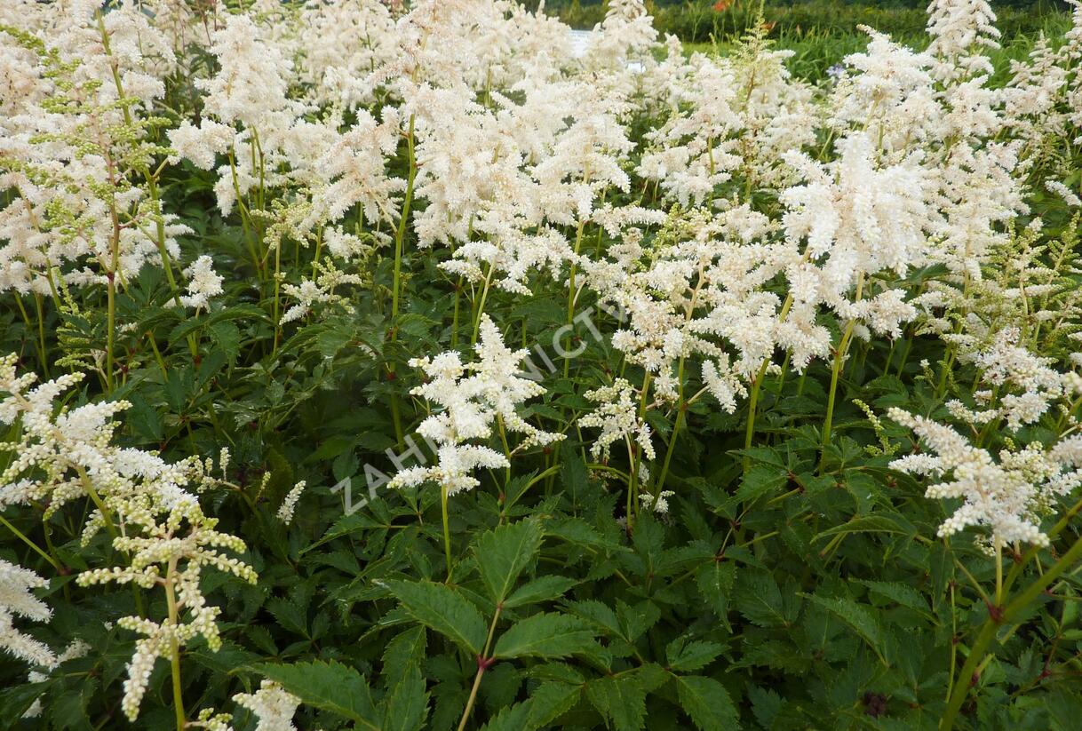Čechrava japonská 'Deutschland' - Astilbe japonica 'Deutschland'