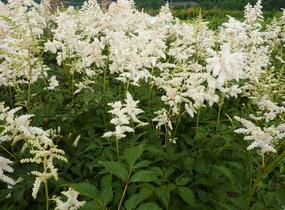 Čechrava japonská 'Deutschland' - Astilbe japonica 'Deutschland'