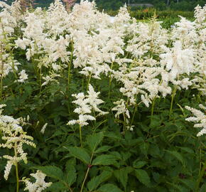 Čechrava japonská 'Deutschland' - Astilbe japonica 'Deutschland'