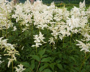 Čechrava japonská 'Deutschland'